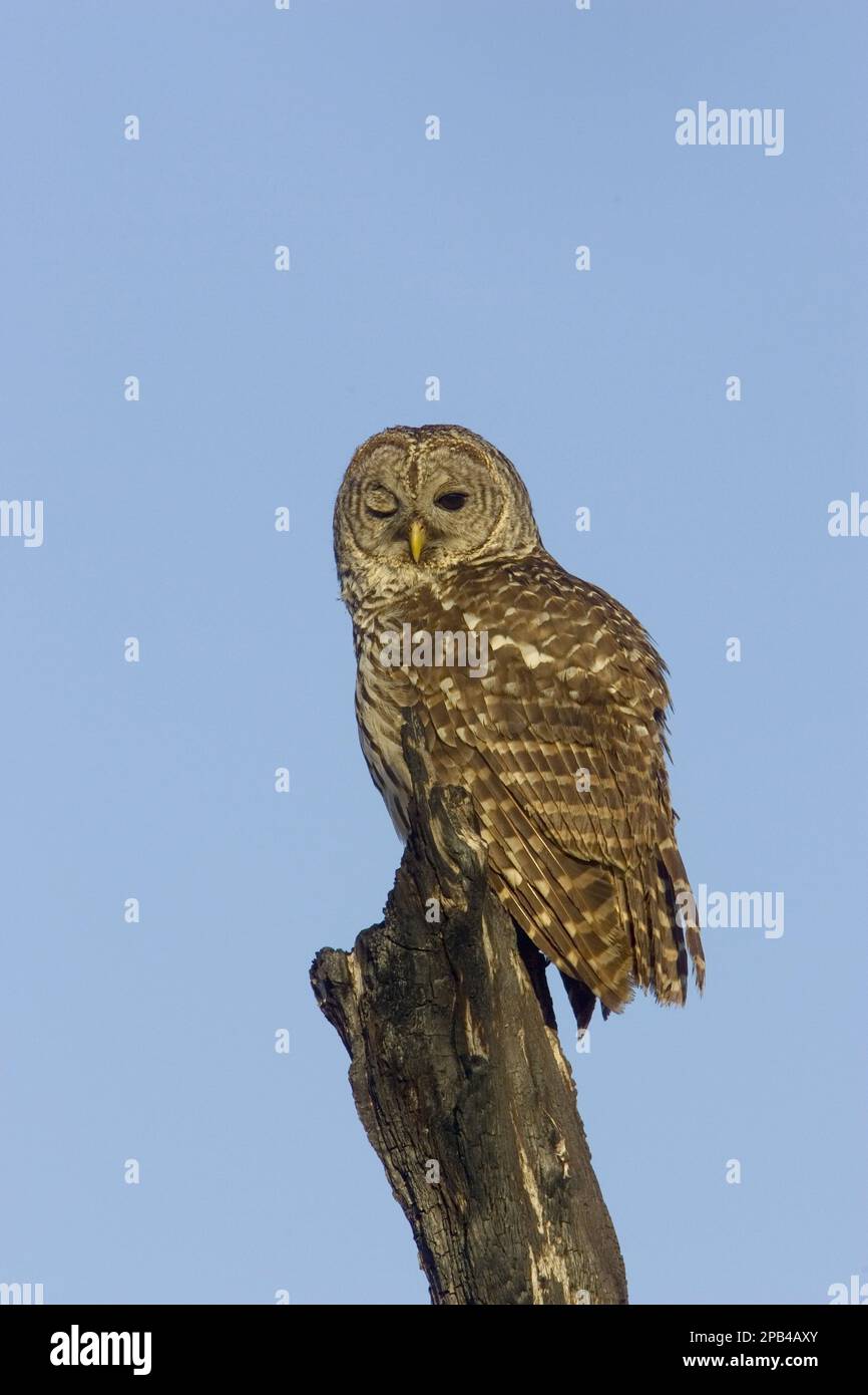 Barred Owl, barred owls (Strix varia), Owls, Animals, Birds, Owls, Barred Owl, wise owl winking Stock Photo