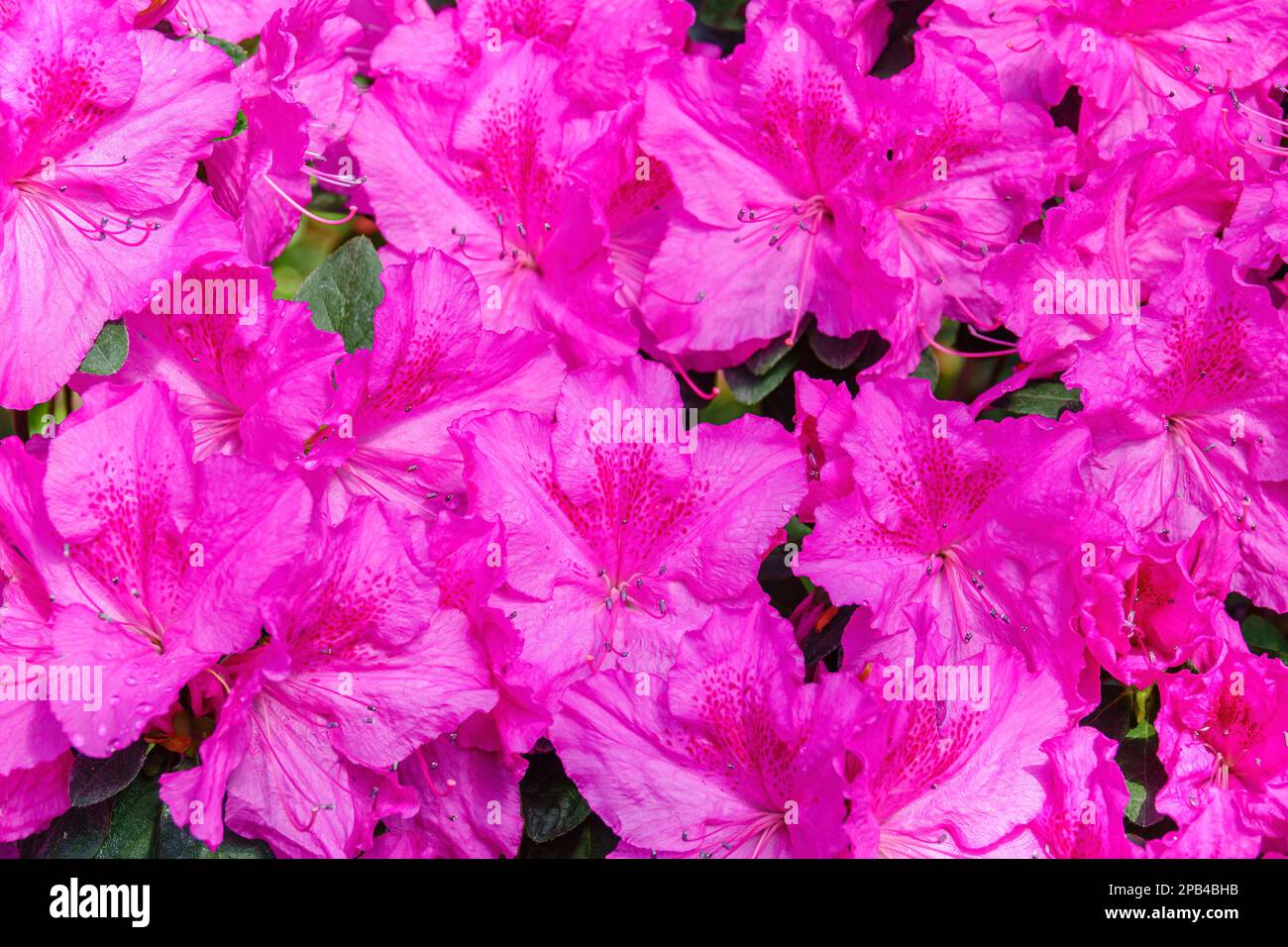 Exotic flowers background. Pink azalea flowers Stock Photo
