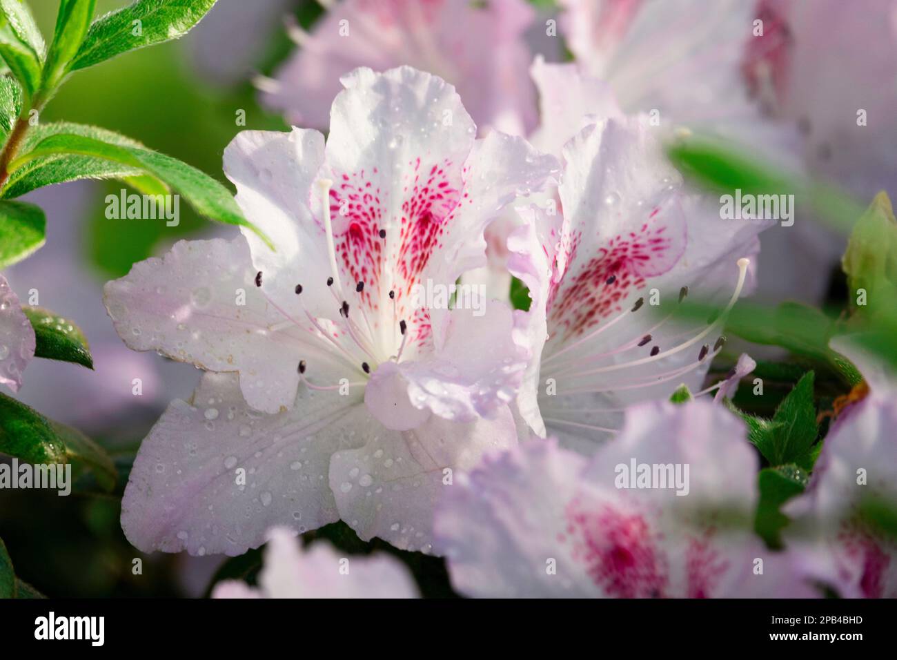 Beautiful white and pink rhododendron flowers, selective focus Stock Photo
