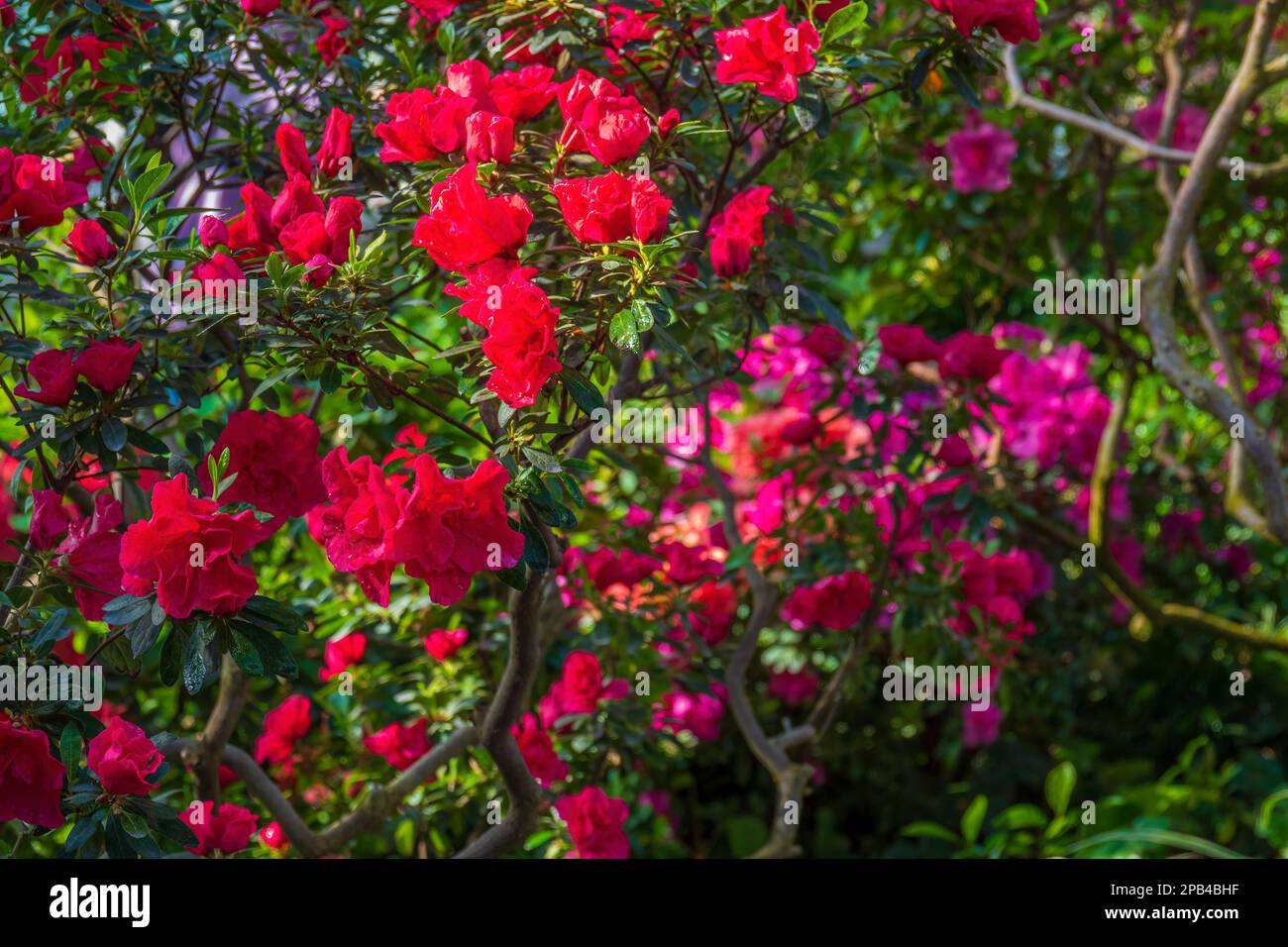 Vibrant red flowers in the garden. Selective focus on the foreground Stock Photo