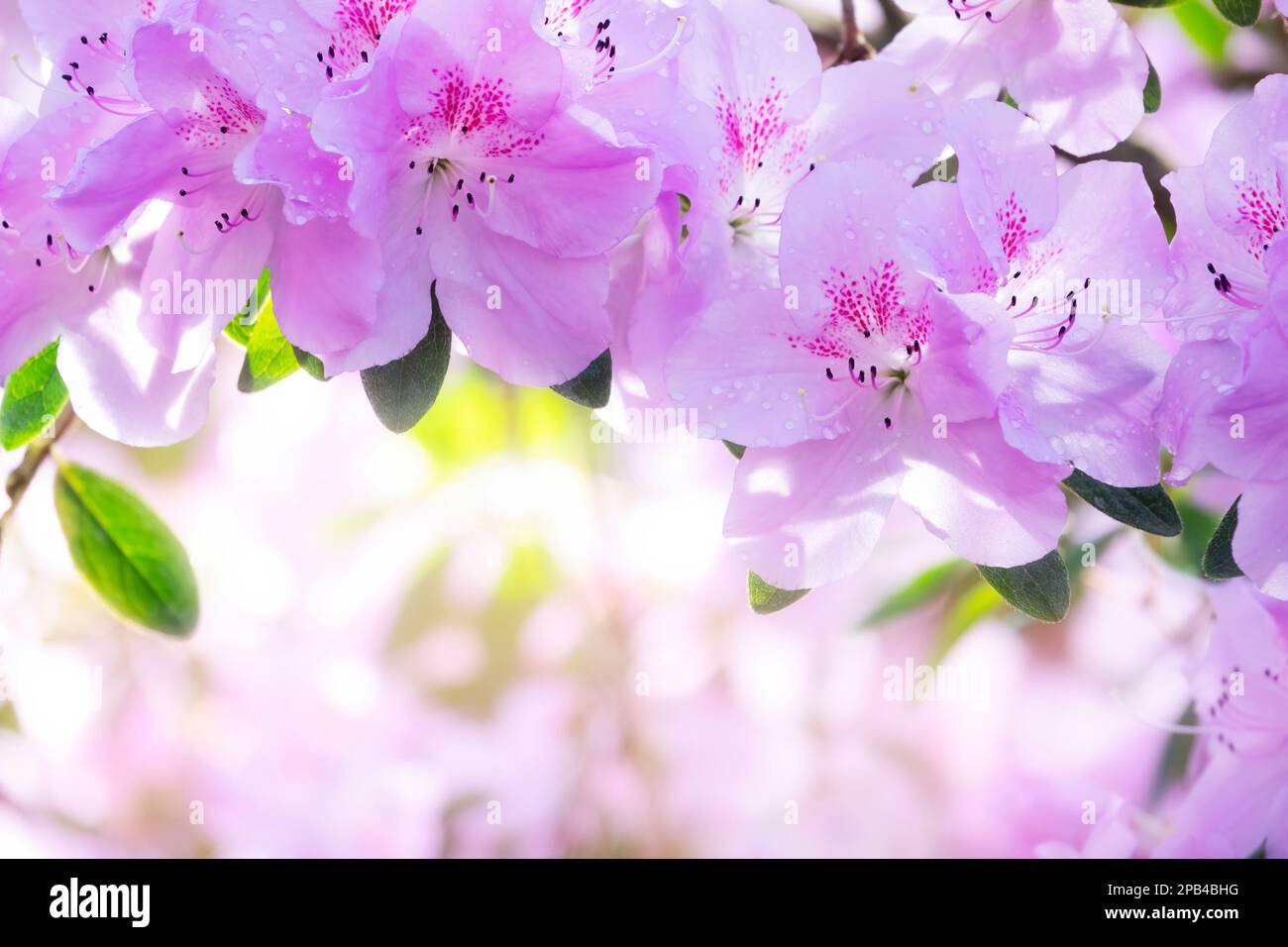 Beautiful pink Rhododendron flowers background with copy space Stock Photo