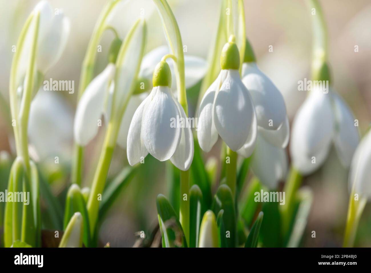 Beautiful tender snowdrops, the first flowers in early spring Stock Photo