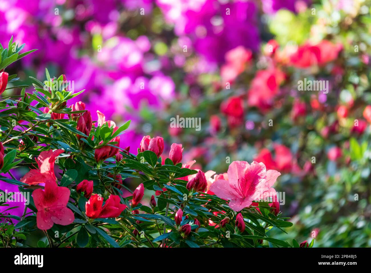 Vibrant flower background. Blooming rhododendron flowers with selective focus on the foreground. Stock Photo