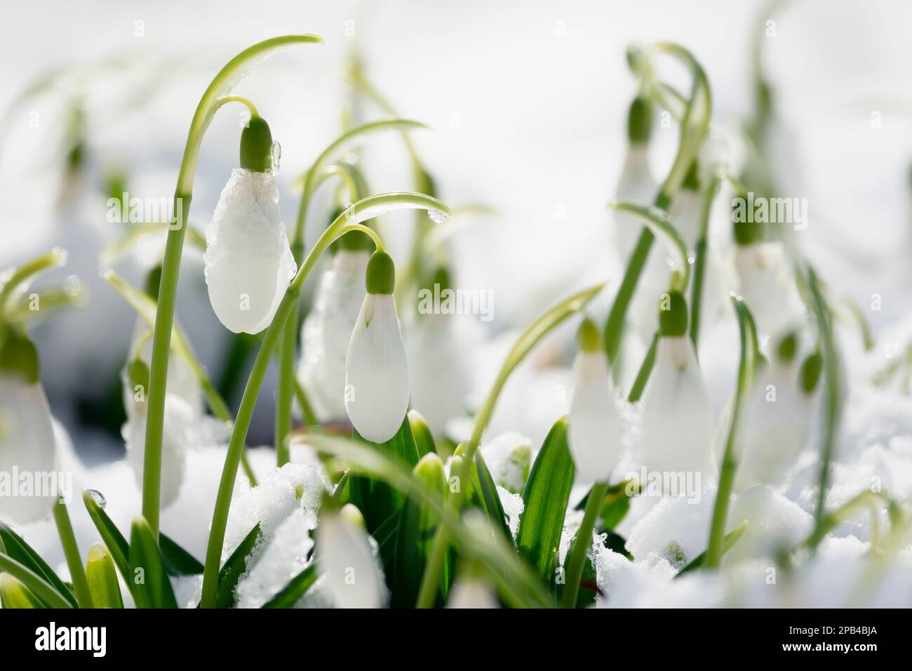 Beautiful tender snowdrops in the snow, high-key photo Stock Photo