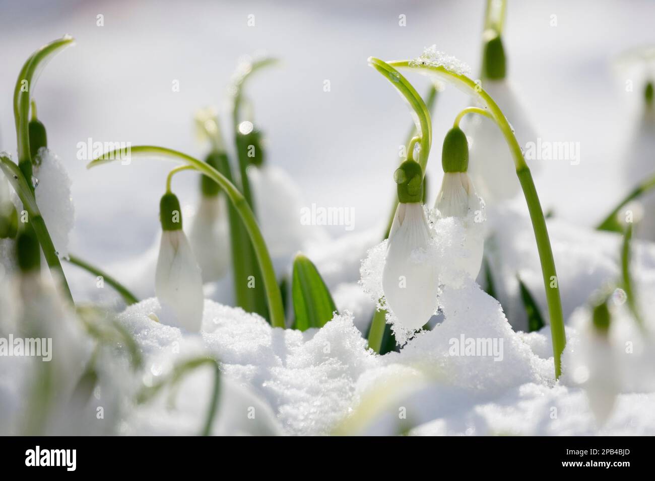 Tender spring snowdrops in the snow illuminated by sun Stock Photo