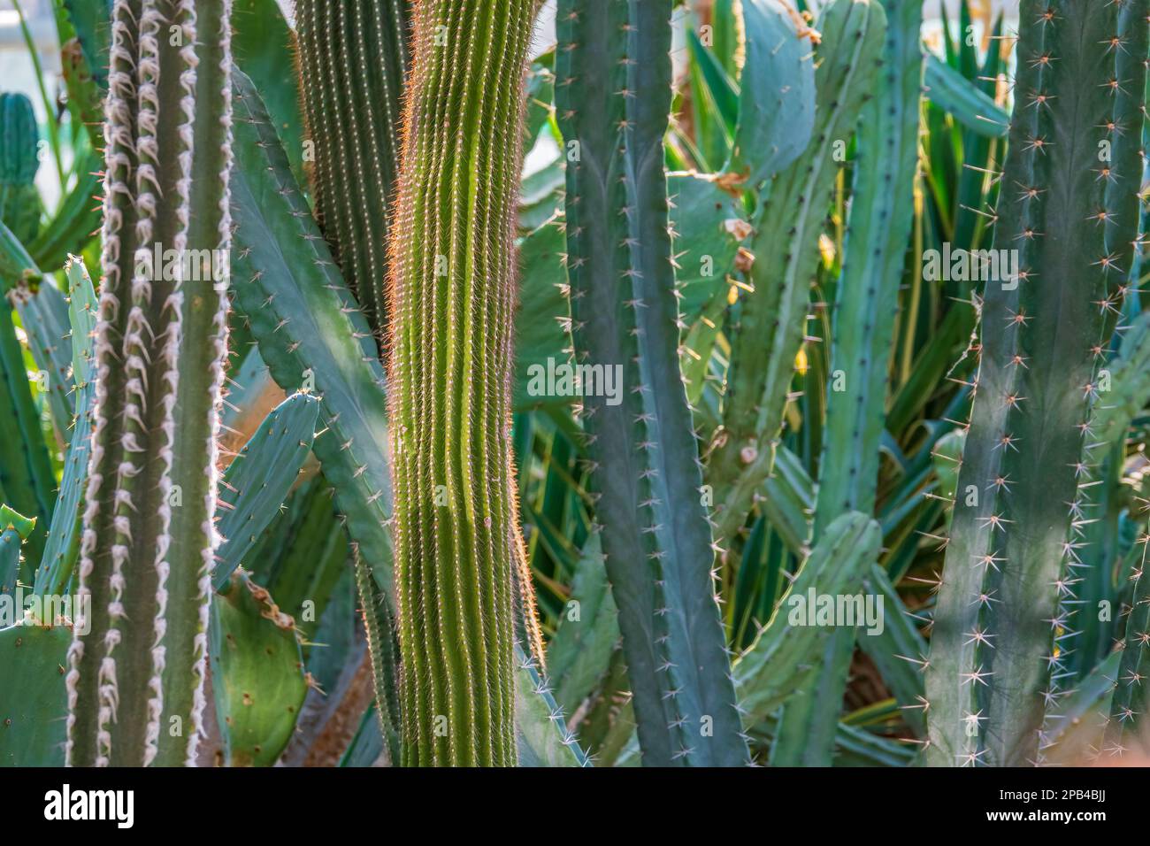 South America cactus plants. Live cactus wall. Nature background Stock Photo