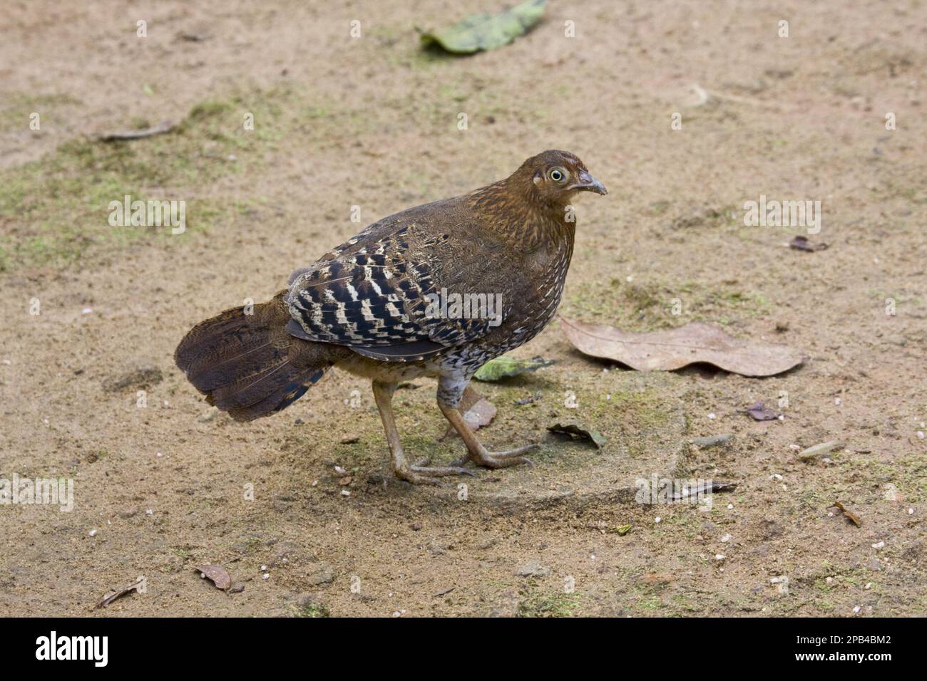 Gallus lafayettii, young fowl, female, lafayetii, Ceylon chicken