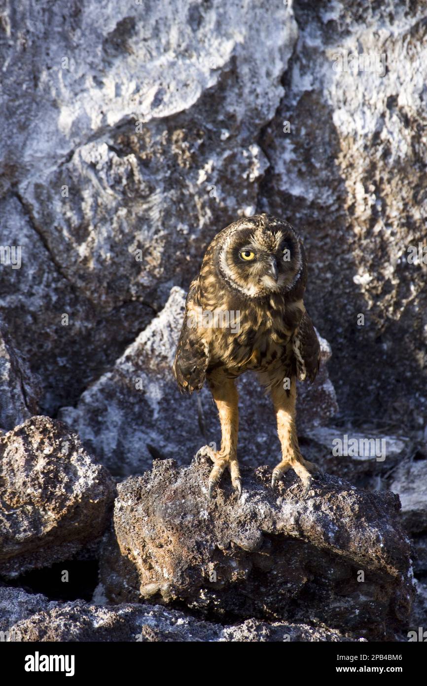 Short-eared owls (Asio flammeus galapagoensis), Owls, Animals, Birds, Galapagos Short Eared Owl, On Genovesa Island Stock Photo