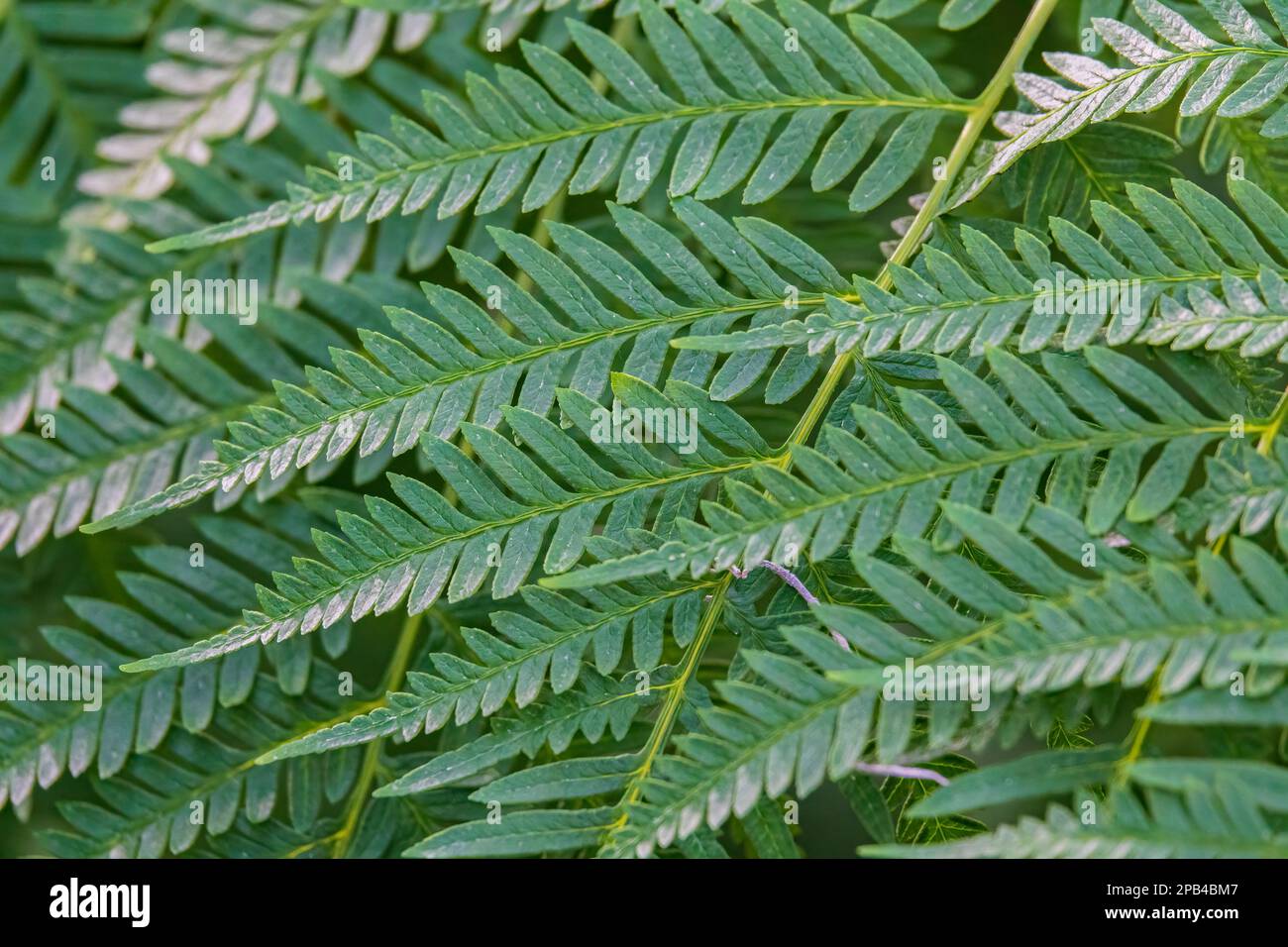 Green floral background. Fern leaves pattern Stock Photo