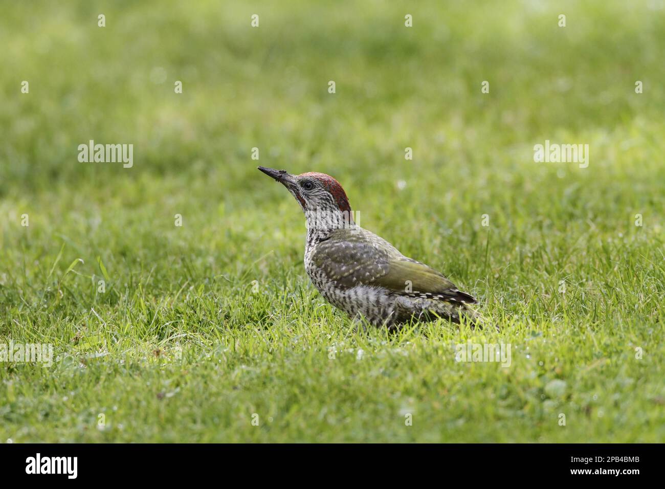 Green Woodpecker, european green woodpeckers (Picus viridis