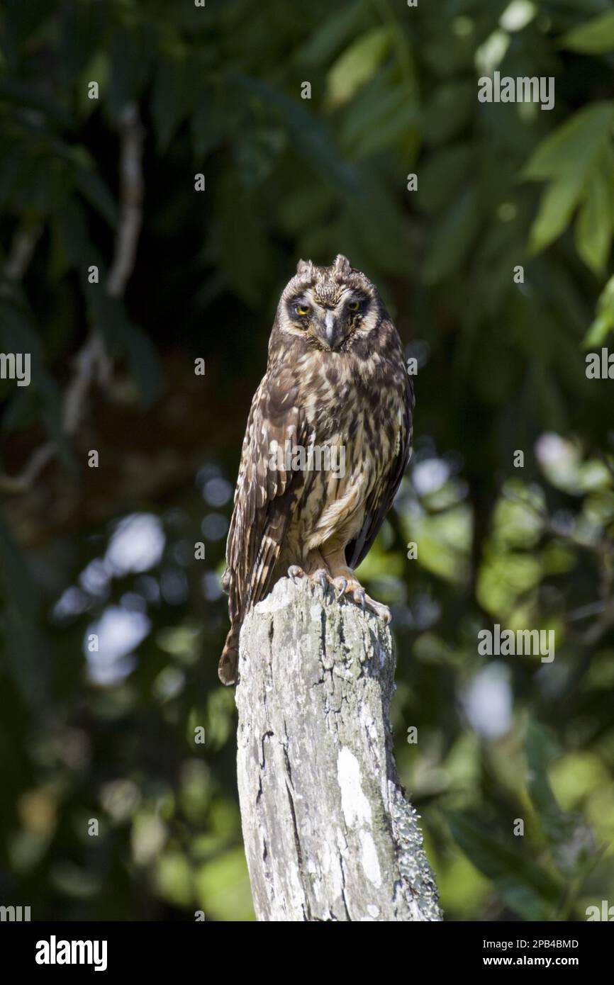 Galapagos Short-eared Owl, short-eared owls (Asio flammeus galapagoensis), Owls, Animals, Birds, Galapagos Short Eared Owl, Floreana island Stock Photo