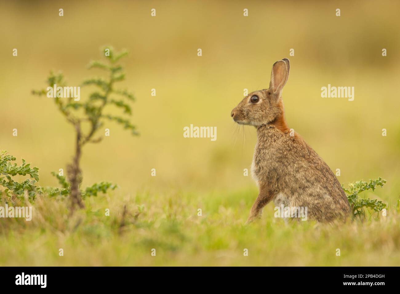 European Rabbit (Oryctolagus cuniculus) adult, alert, standing in field ...