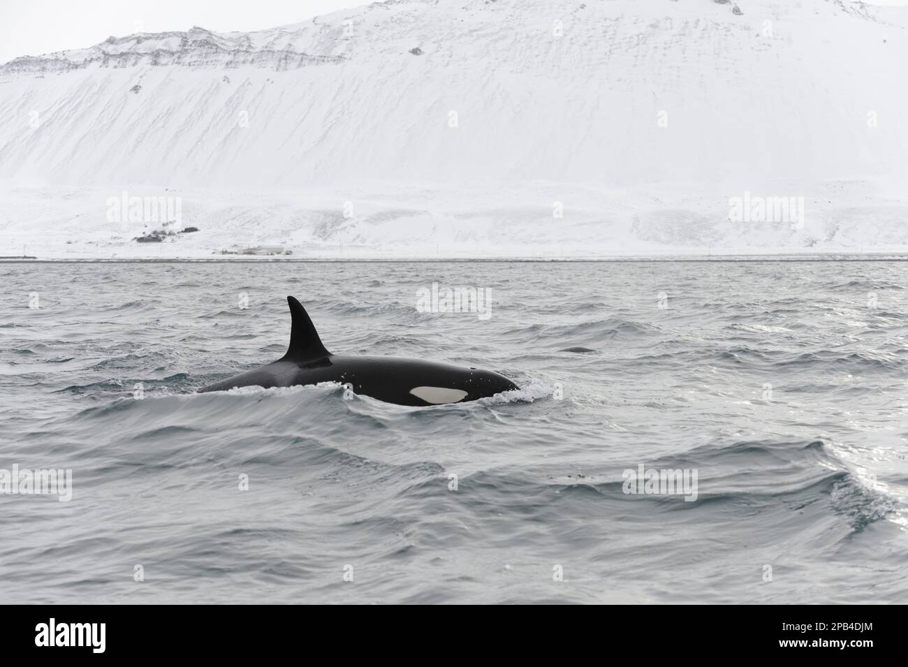 Killer Whale, Orca, killer whales (Orcinus orca), Orcas, Toothed Whales