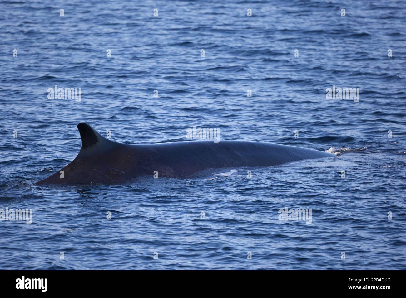 Fin whale, fin whales (Balaenoptera physalus), baleen whales, marine ...