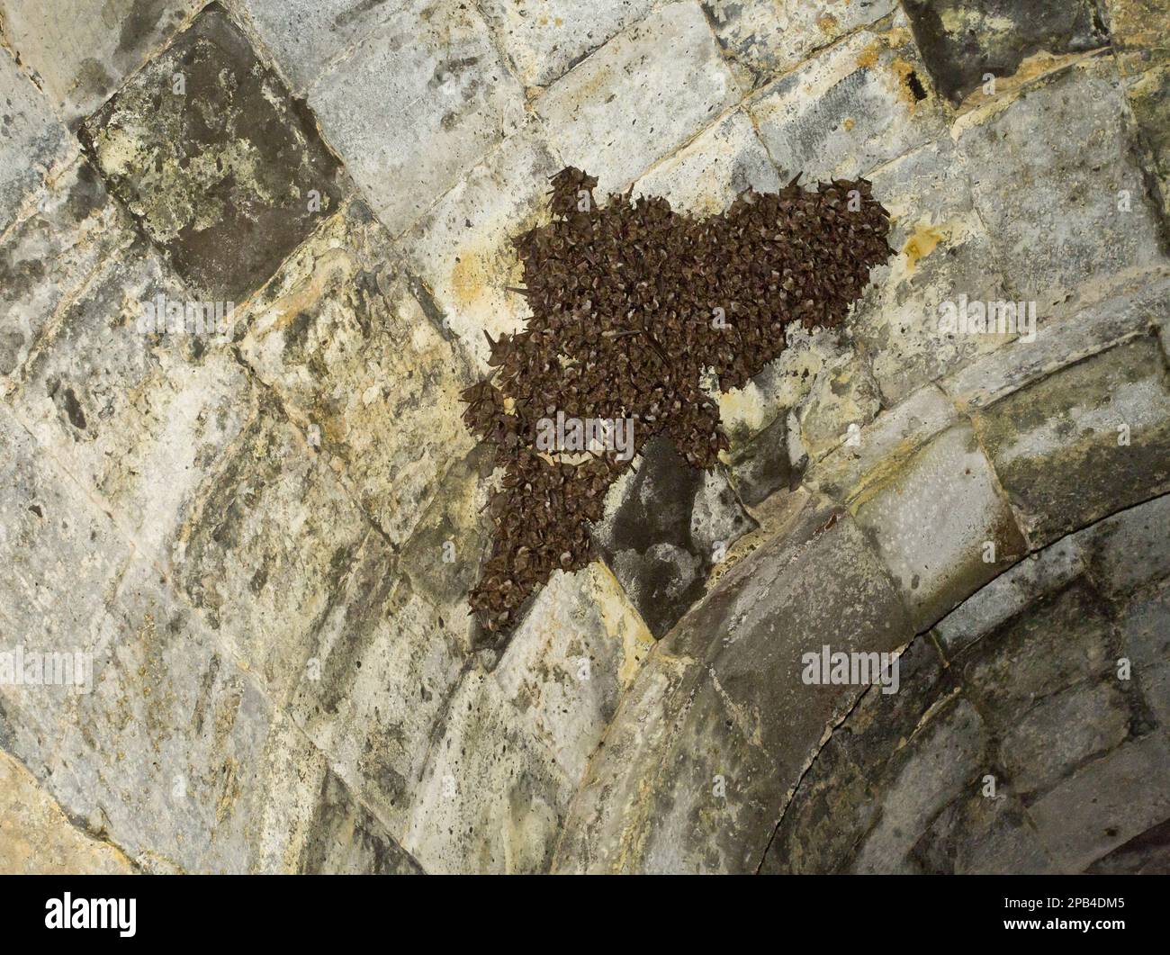 Breeding colony of the lesser mouse-eared bat (Myotis blythii) roosting ...