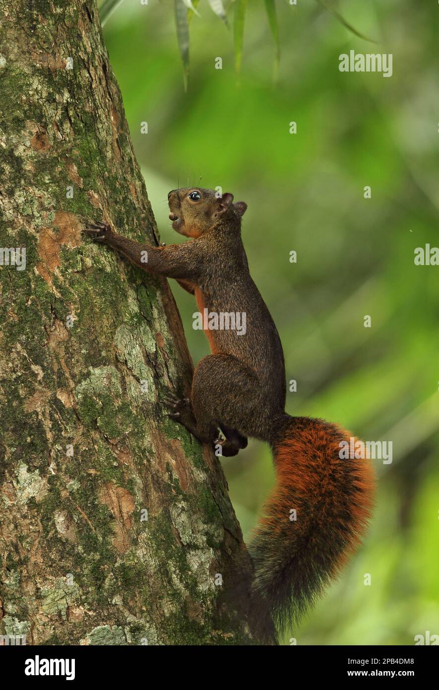 Red-tailed squirrel (Sciurus granatensis), rodents, mammals, animals, Red-tailed squirrel adult, with nut in mouth, climbing tree trunk, Canopy Tower, Stock Photo