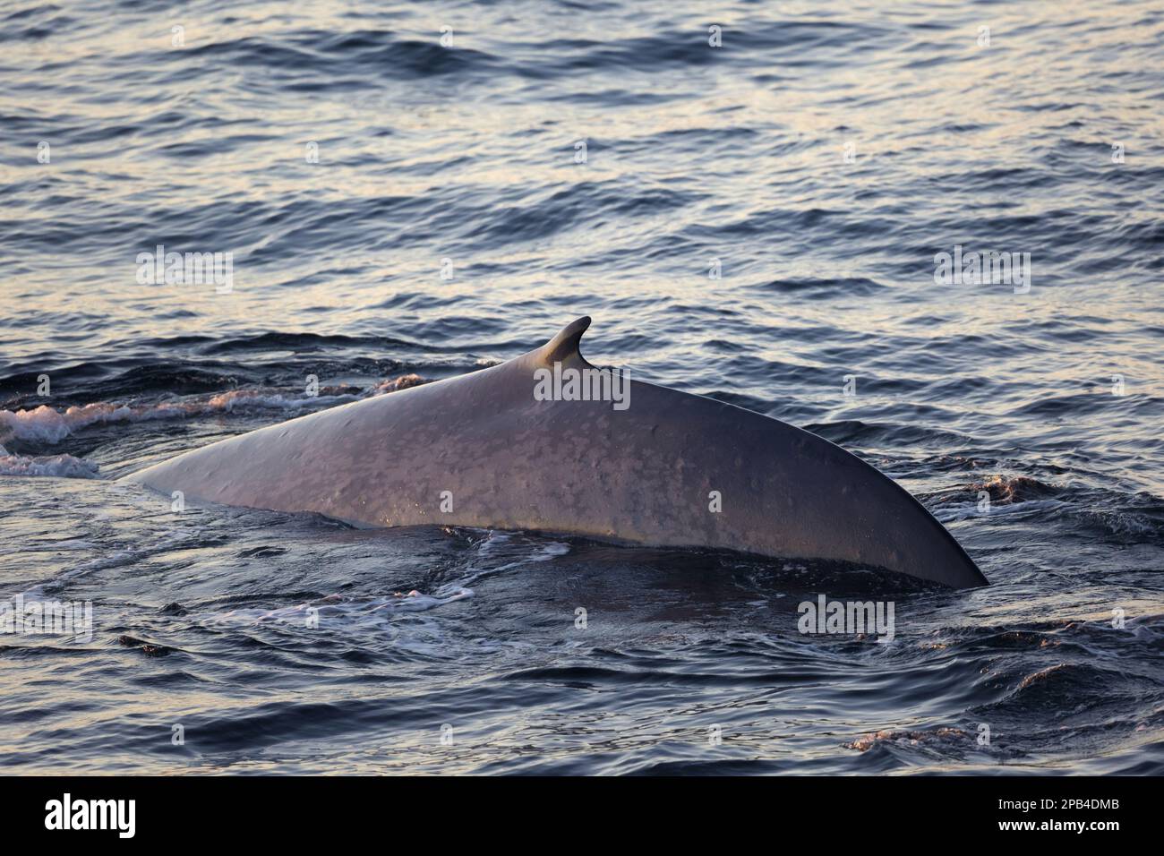 Blue whale, blue whales (Balaenoptera musculus), Baleen whales, Marine mammals, Mammals, Animals, Whales, Blue whale adult, surfacing, Isfjorden, Spit Stock Photo