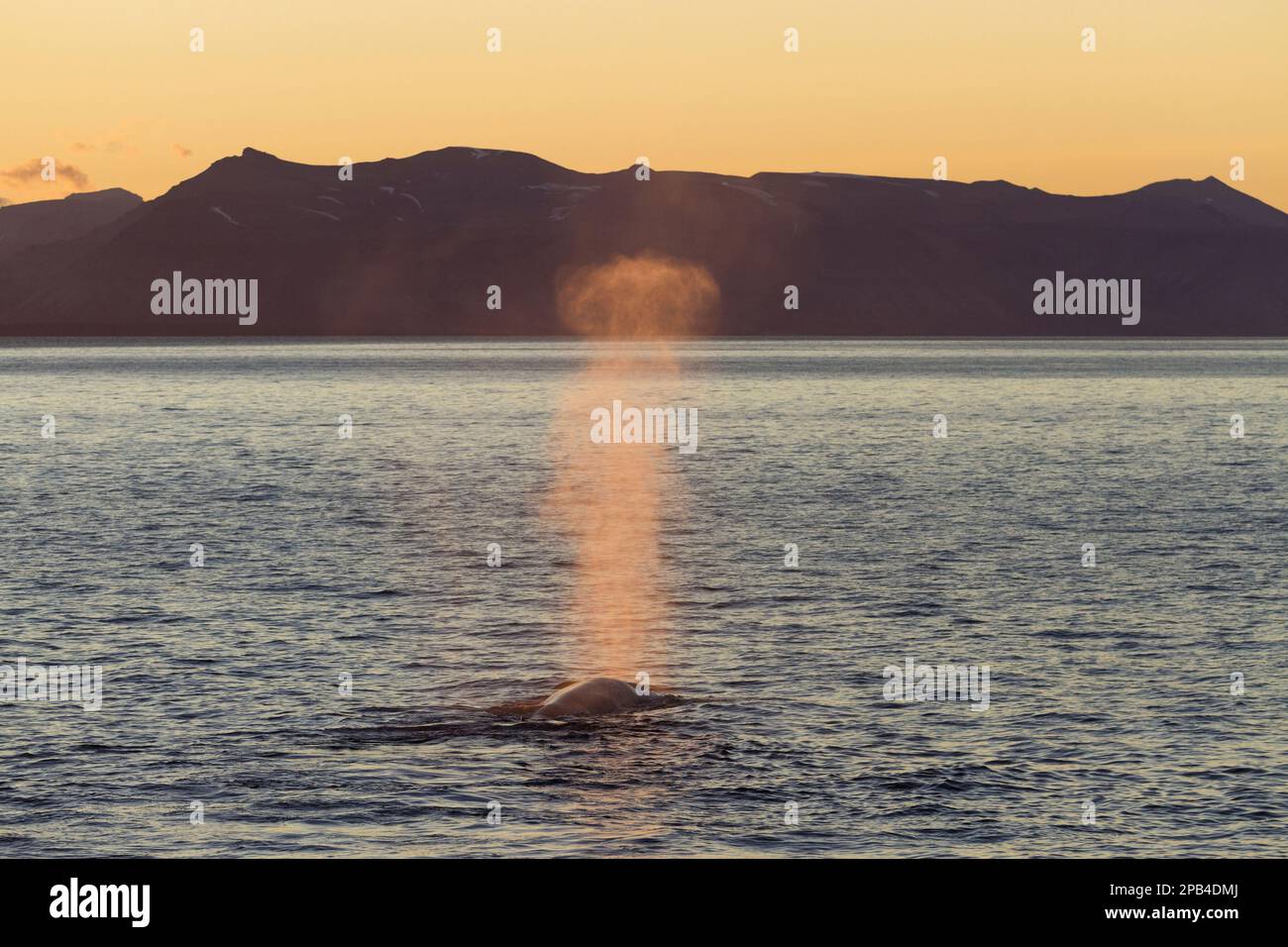 Blue whale (Balaenoptera musculus) adult, surfacing and splashing, in coastal habitat with light from the midnight sun, Isfjorden, Spitsbergen, Svalba Stock Photo