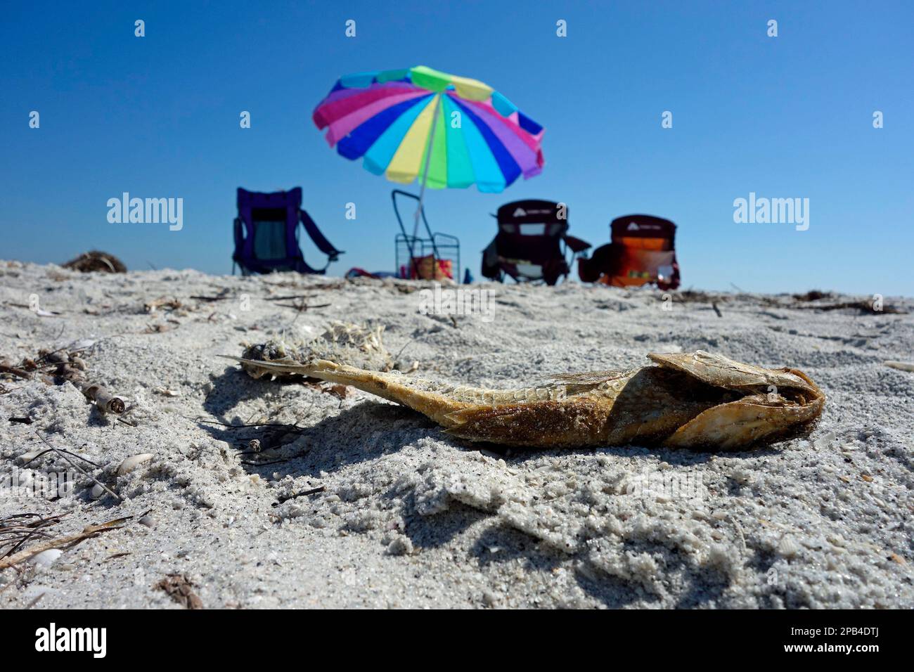 dead fish on beach due to red tide Stock Photo