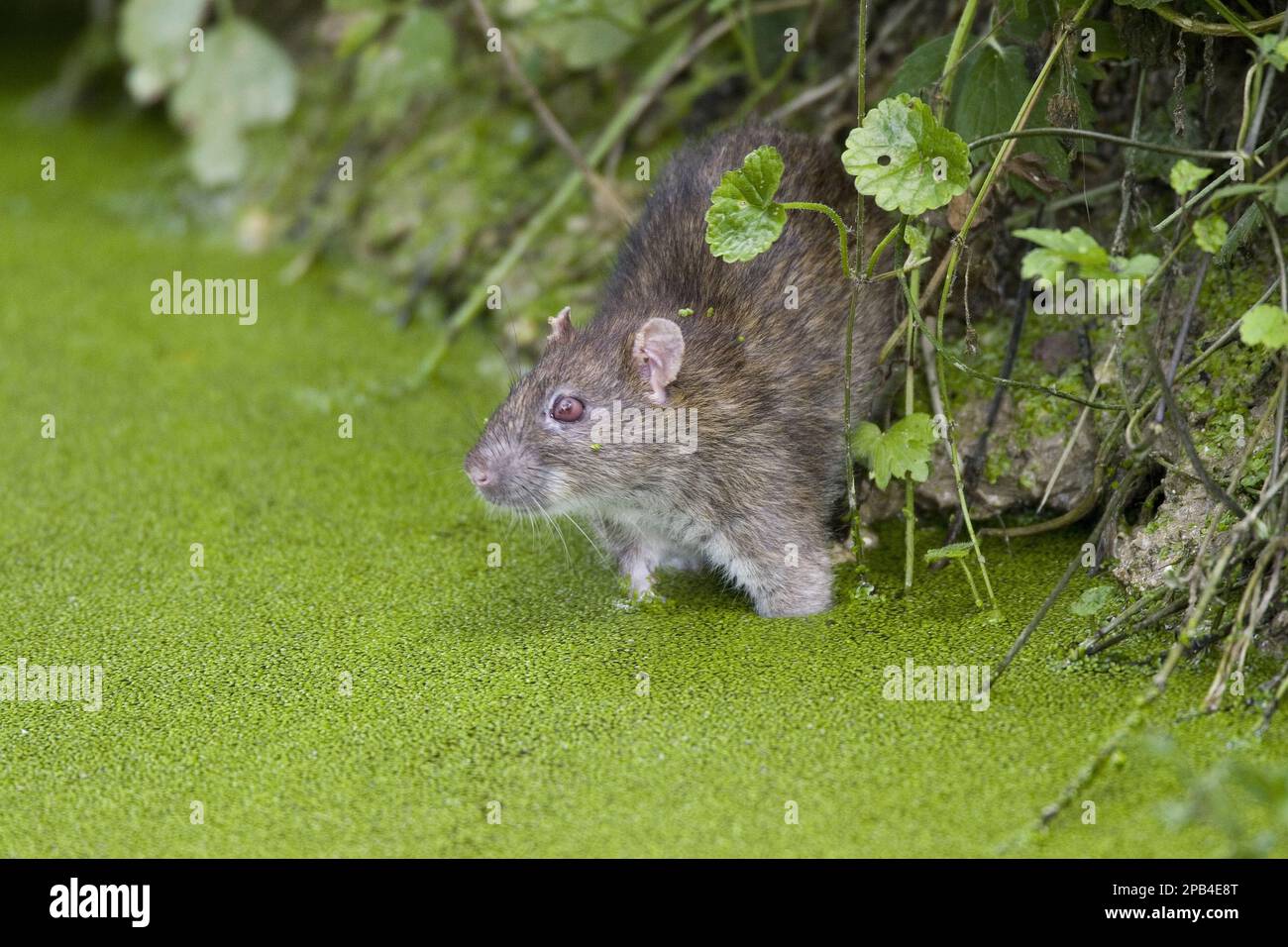 Blind rat hi res stock photography and images Alamy