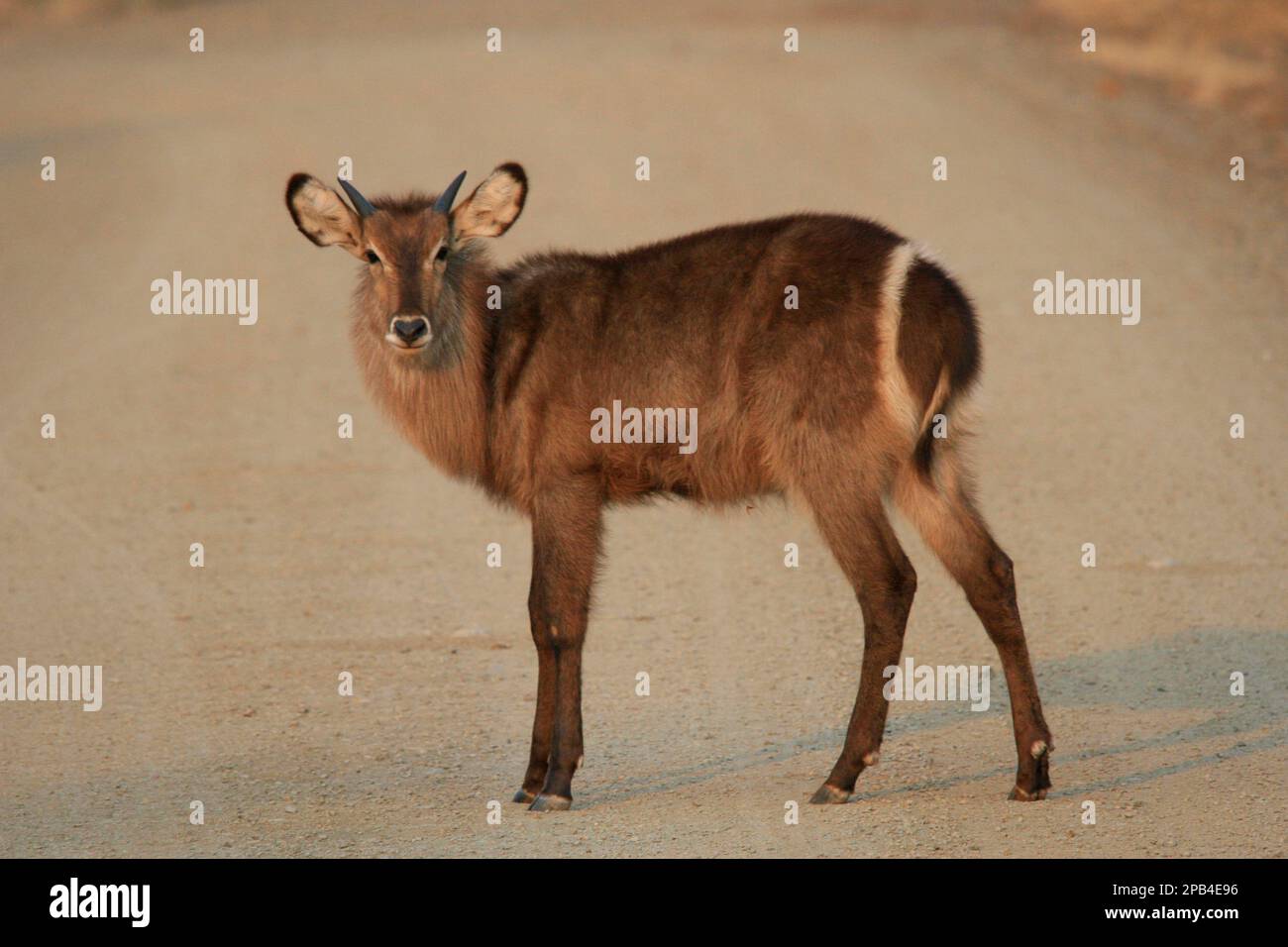 Waterbuck, waterbuck, antelope, ungulates, mammals, animals, common