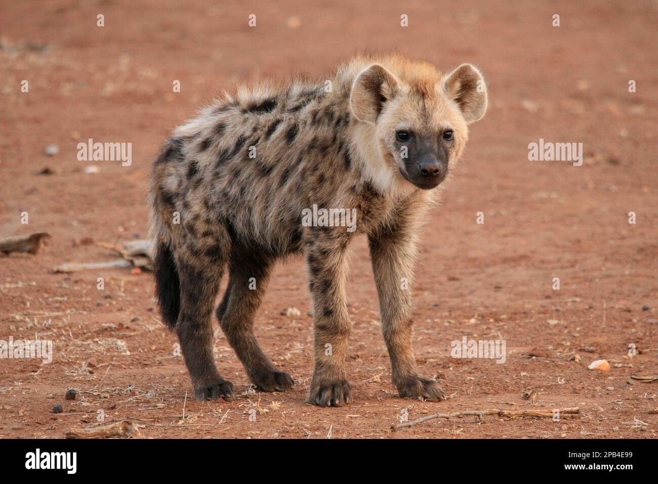 Spotted hyena, spotted hyenas, hyena, hyenas, canine, predators
