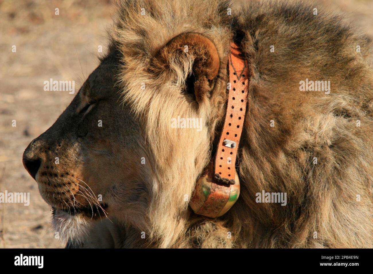 African Lion Lioness Lion, Lions, Predatory cats, Predators, Mammals