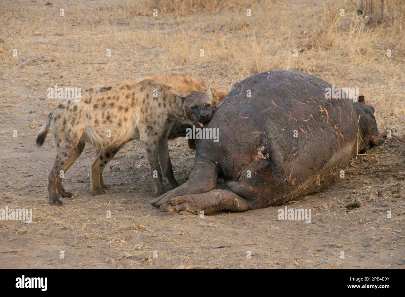 Spotted hyena, spotted hyenas, hyena, hyenas, canines, predators