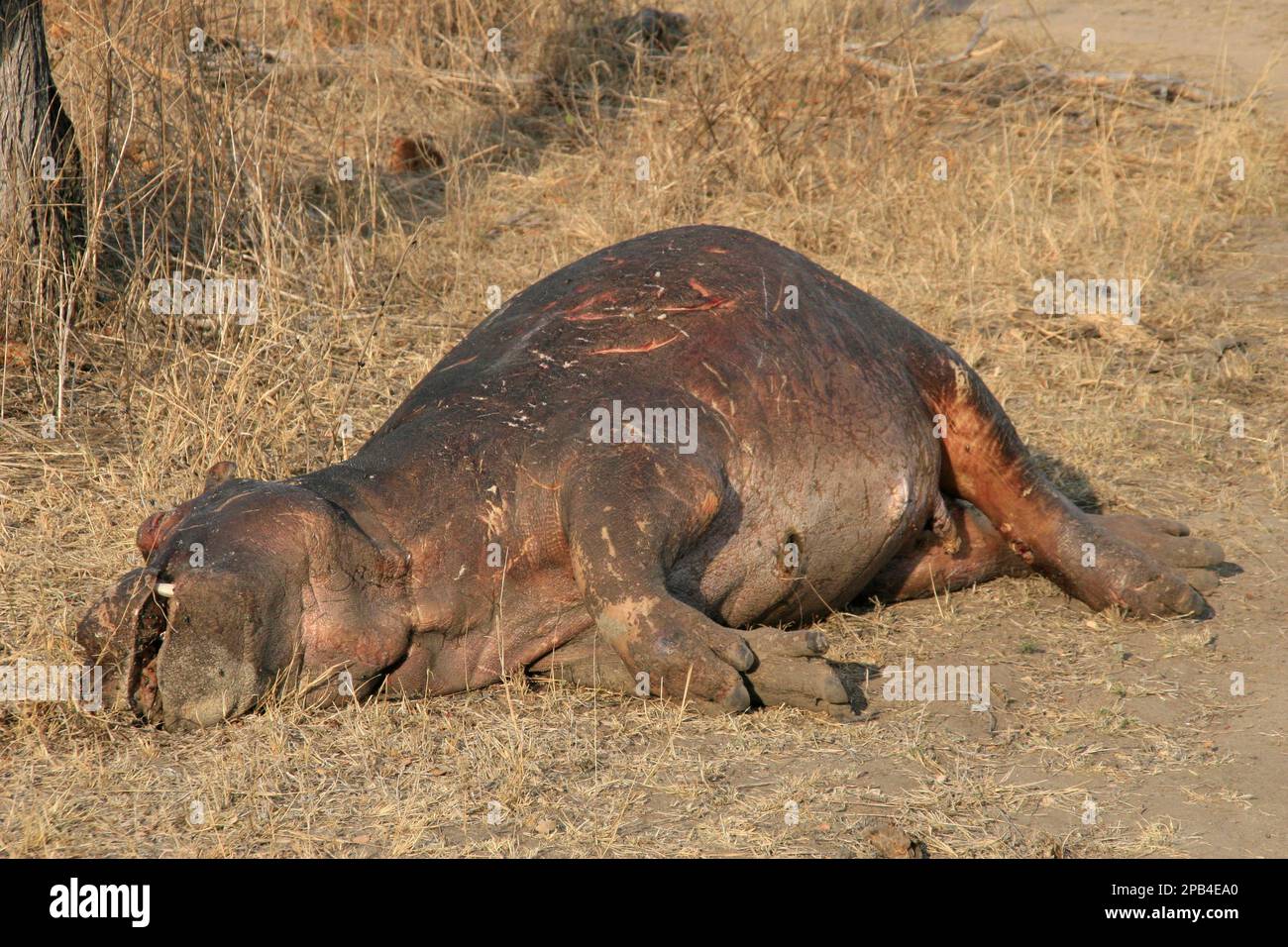https://c8.alamy.com/comp/2PB4EA0/hippopotamus-hippopotamus-hippopotamus-ungulates-even-toed-ungulates-mammals-animals-dead-hippopotamus-head-covered-with-flies-sabi-sands-sou-2PB4EA0.jpg