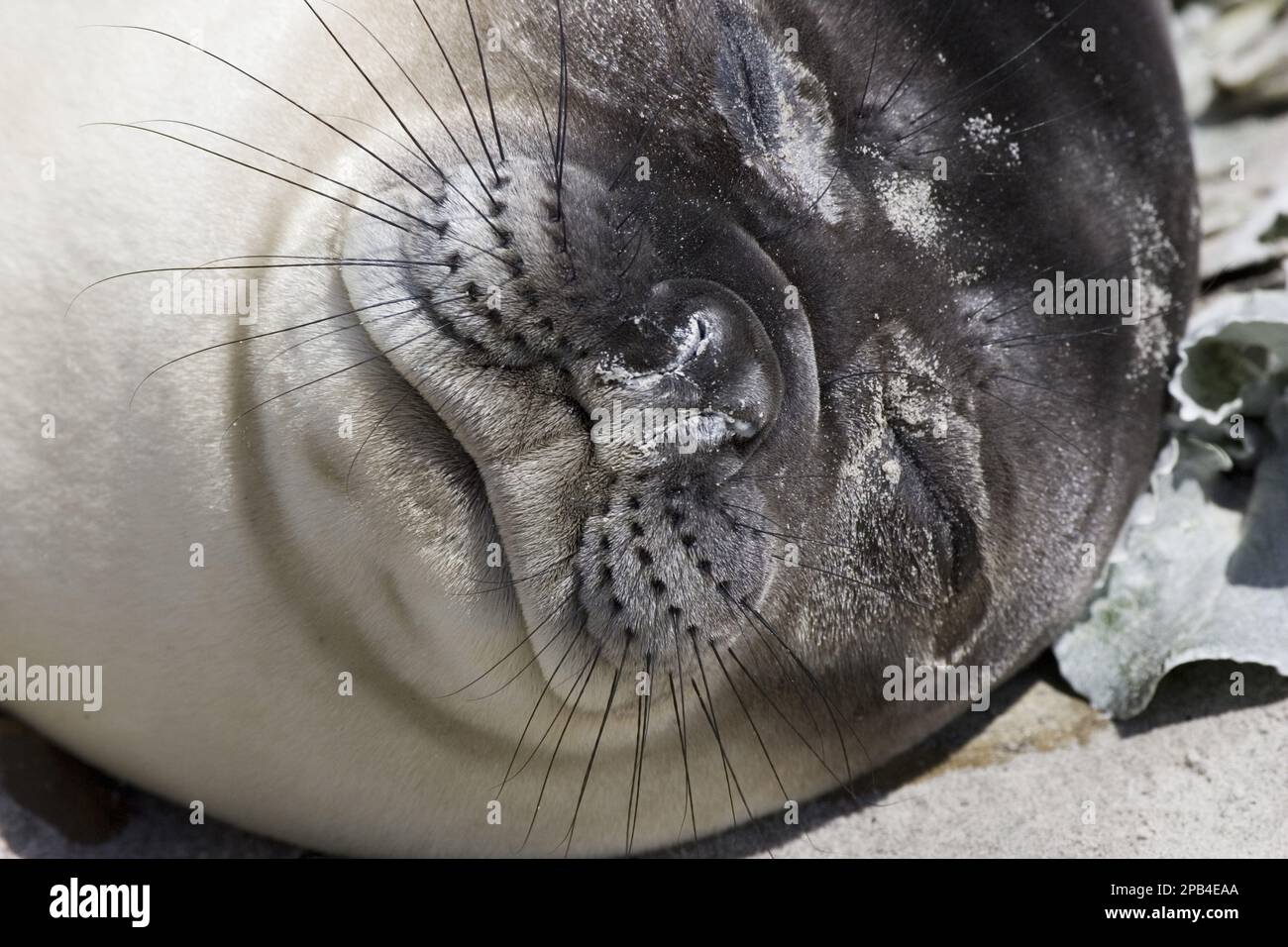 Southern elephant seal, southern elephant seals (Mirounga leonina