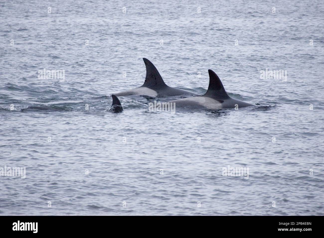 Killer whale, orca, killer whales, orcas, toothed whales, marine