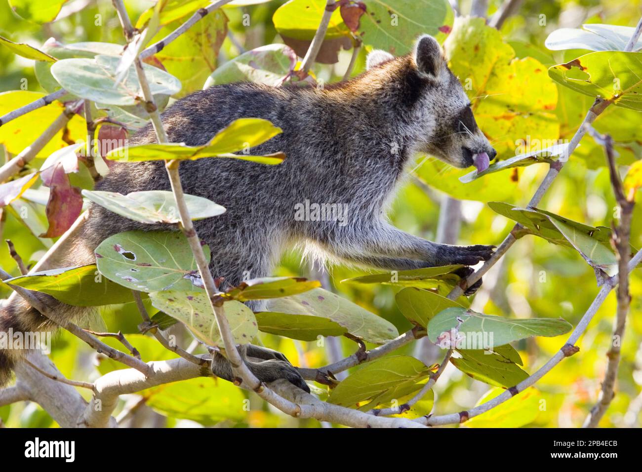 Leaf Racoon Raccoon, raccoons (procyon lotor), small bears, predators, mammals ...