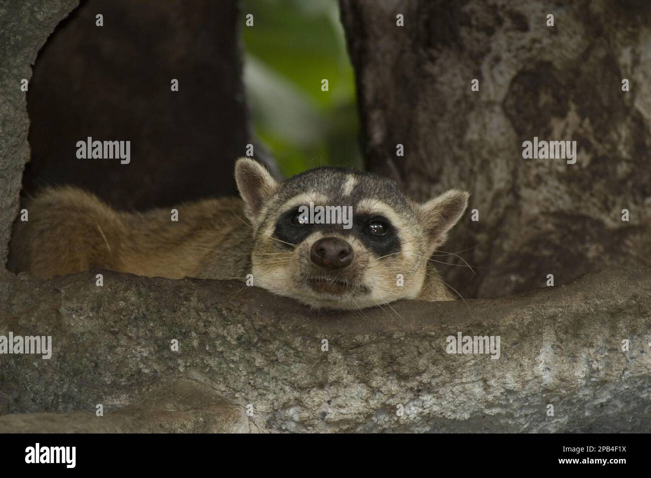 Crabeating raccoon, Crab raccoons, Small bears, Predators, Mammals