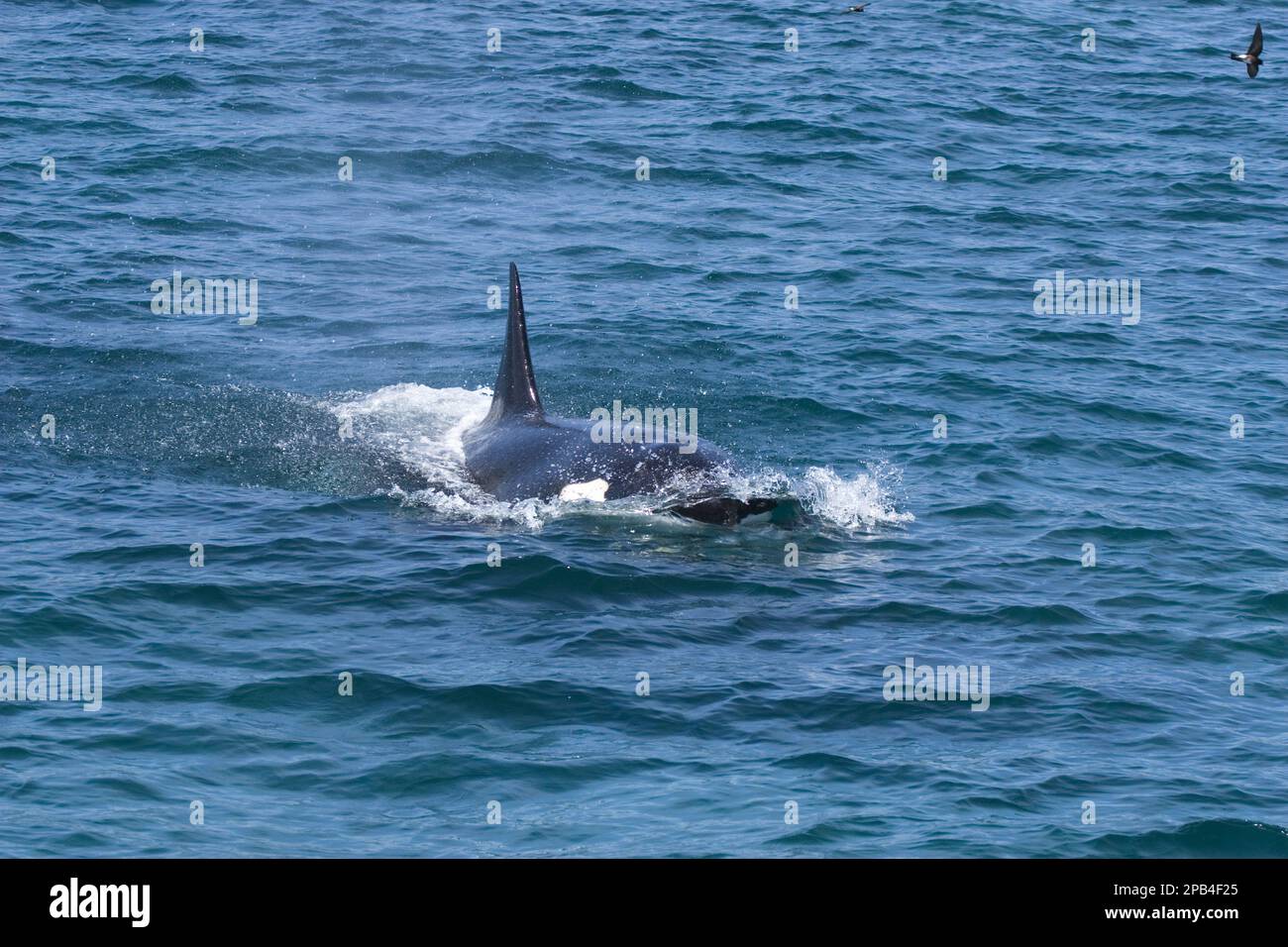 Killer Whale, Orca, Killer Whales, Orcas, Toothed Whales, Marine