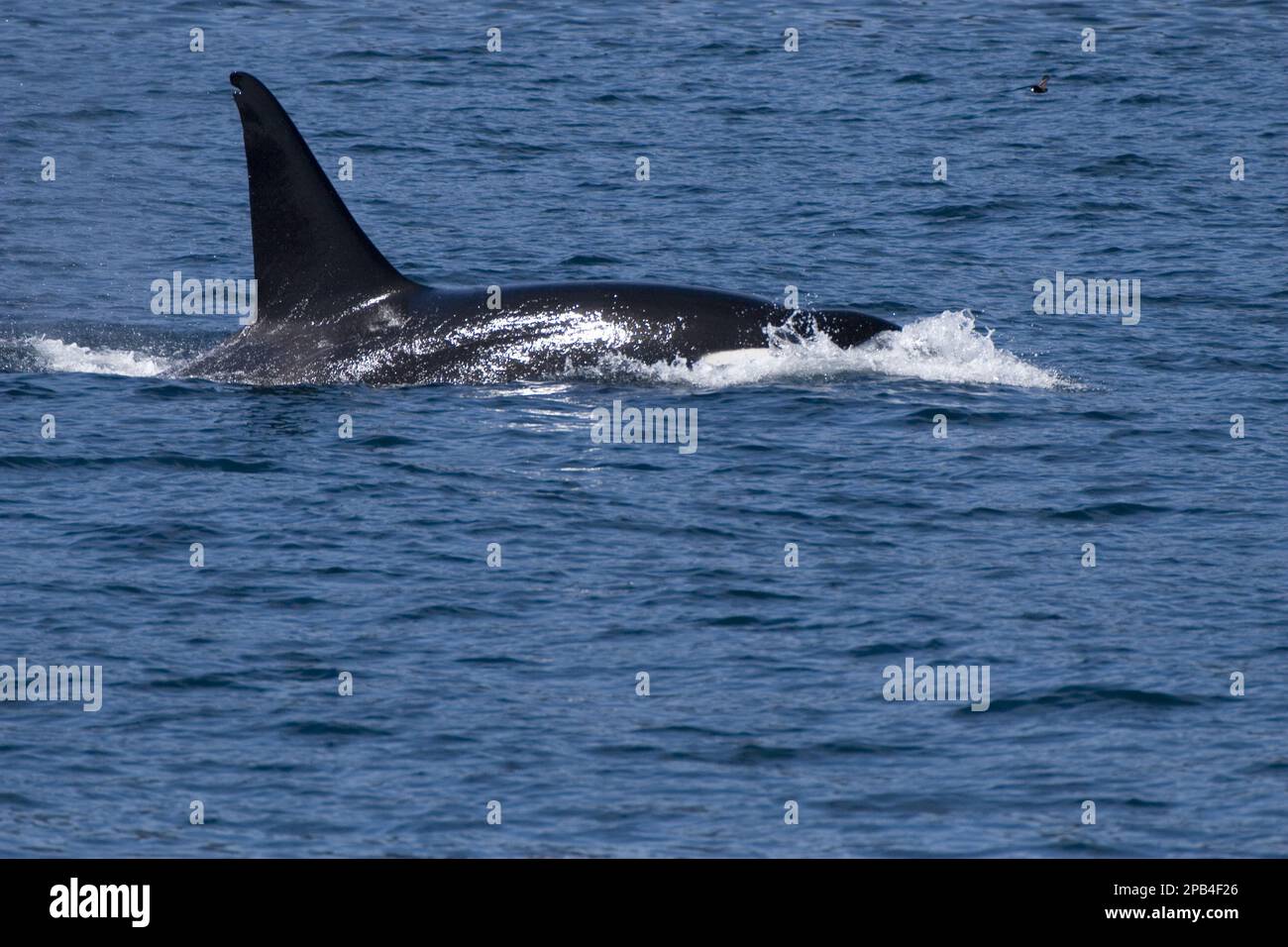 Killer whale, orca, killer whales, orcas, toothed whales, marine