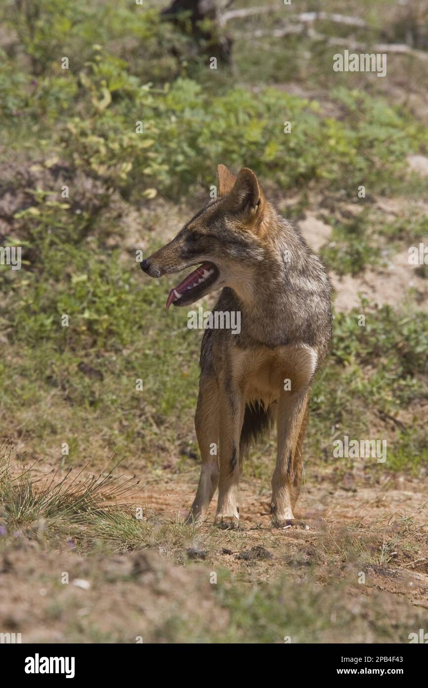 Golden jackal, golden jackals, jackals, doglike, predators, mammals