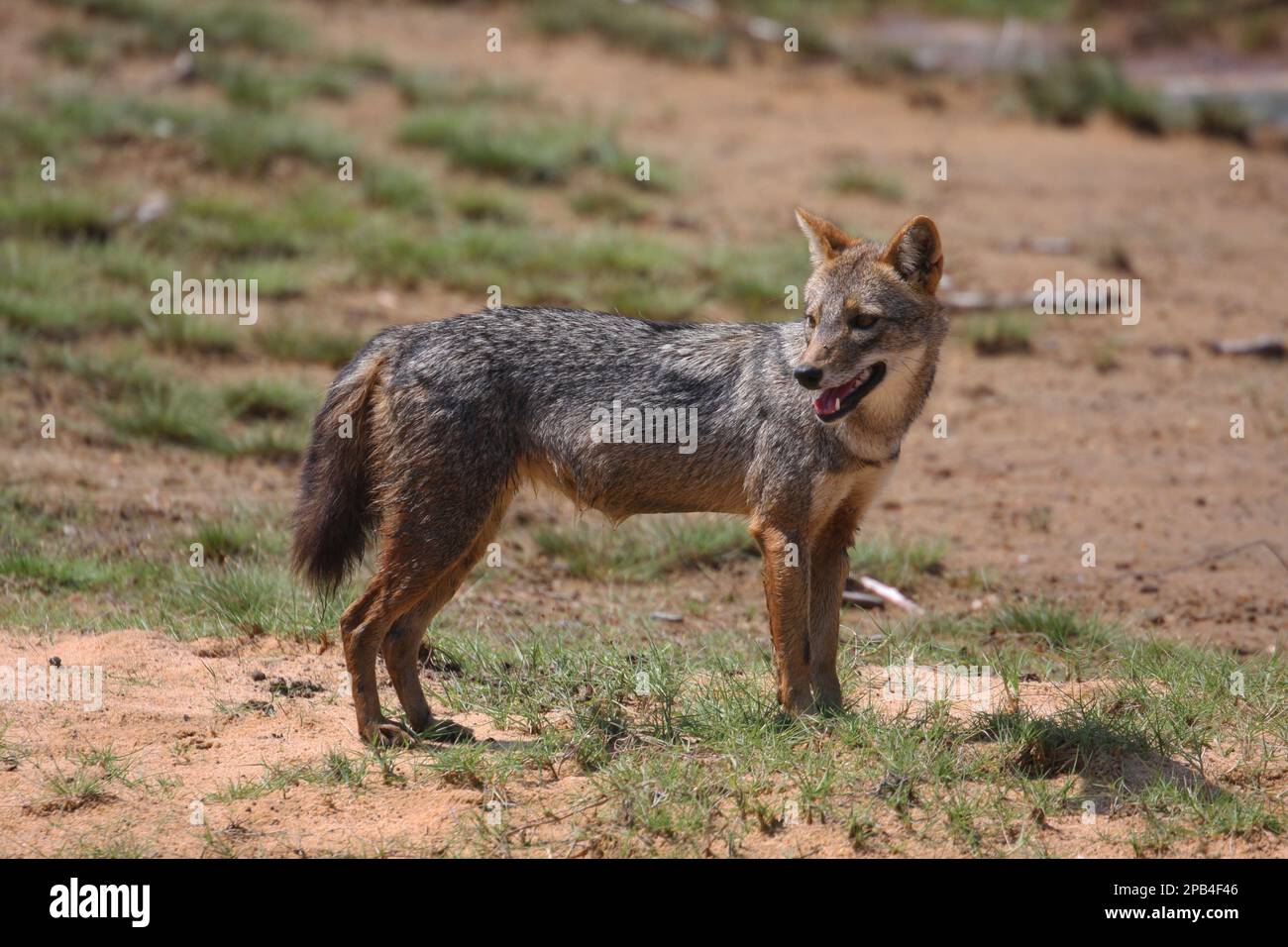 Golden Jackal Golden Jackals Jackals Dog Like Predators Mammals