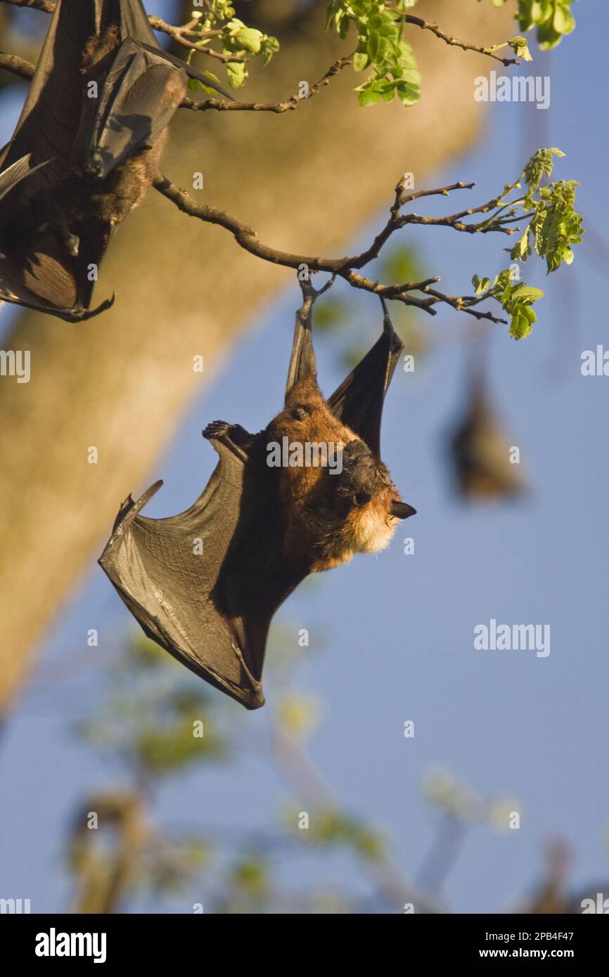 Indian giant flying fox, Indian giant flying fox, flying fox, flying