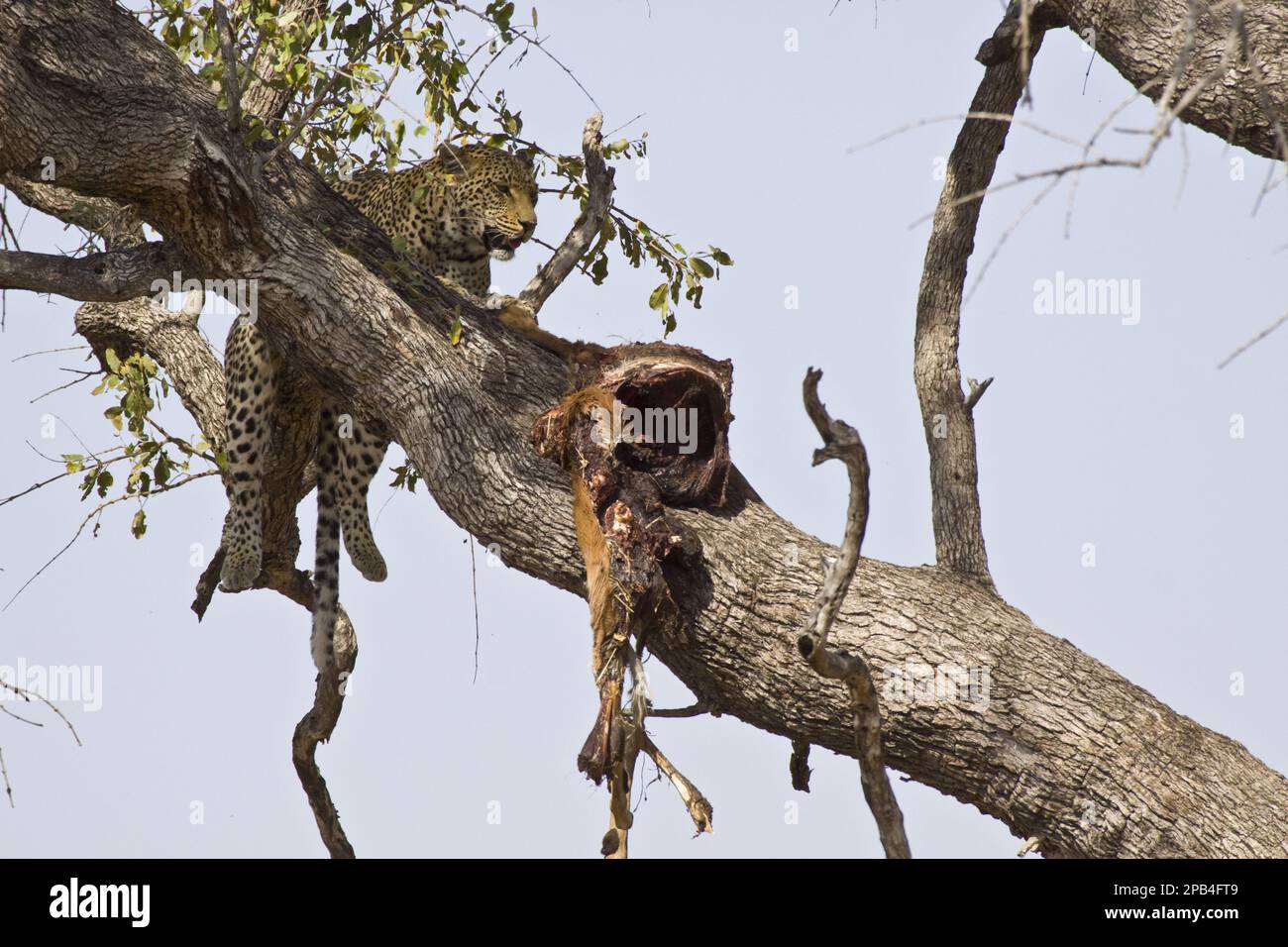 Pardusnian leopard leopards (Panthera pardus), predatory cats