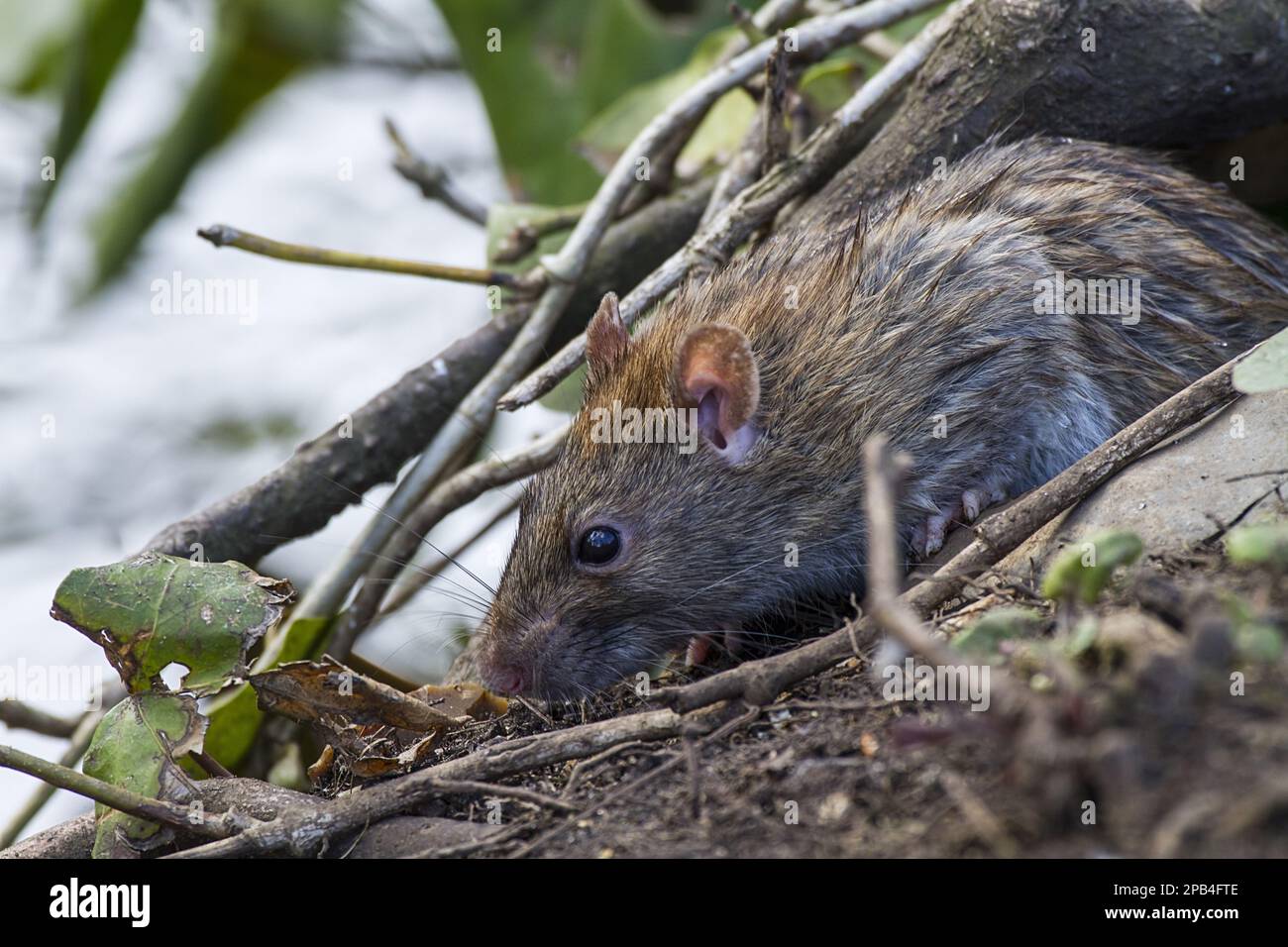 Brown brown rat (Rattus norvegicus) adult, feeding at the water's edge ...