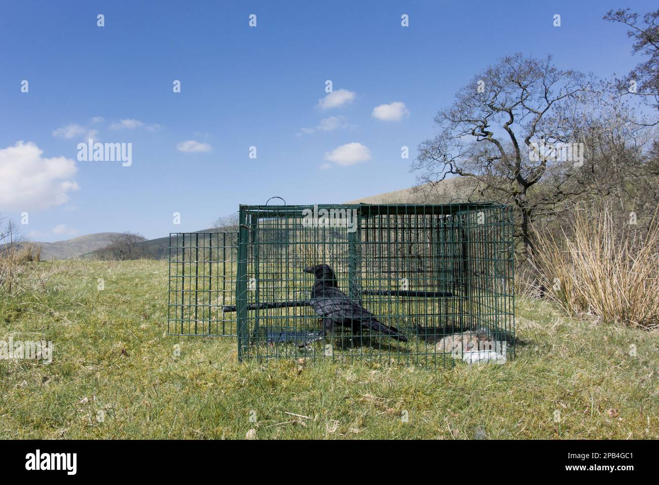 Carrion Crow (Corvus corone) adult, caught in larsen trap, used to control crow population in countryside, Cumbria, England, United Kingdom, Europe Stock Photo