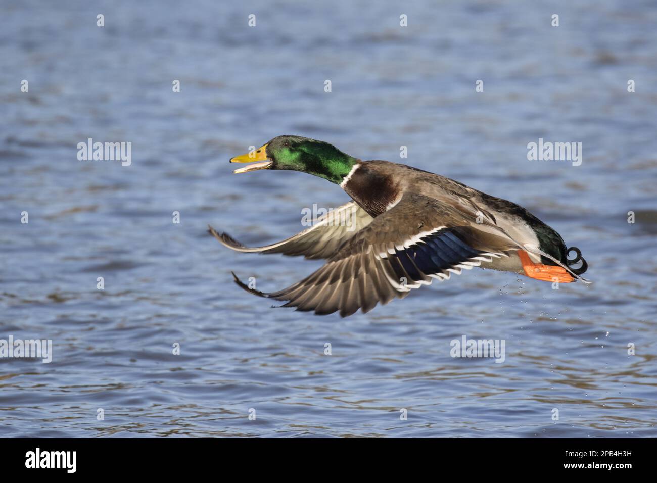 Mallards (Anas platyrhynchos), adult male, in flight, calling and