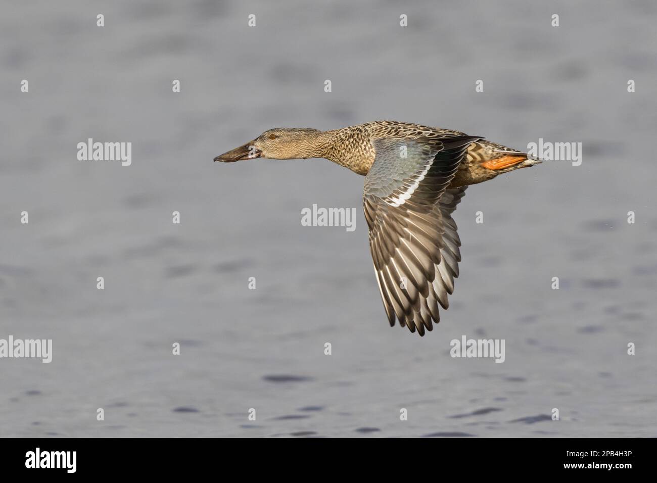 Northern shovelers (Anas clypeata), Shoveler ducks, Ducks, Goose birds, Animals, Birds, Northern Shoveler adult female, in flight, Gloucestershire, En Stock Photo