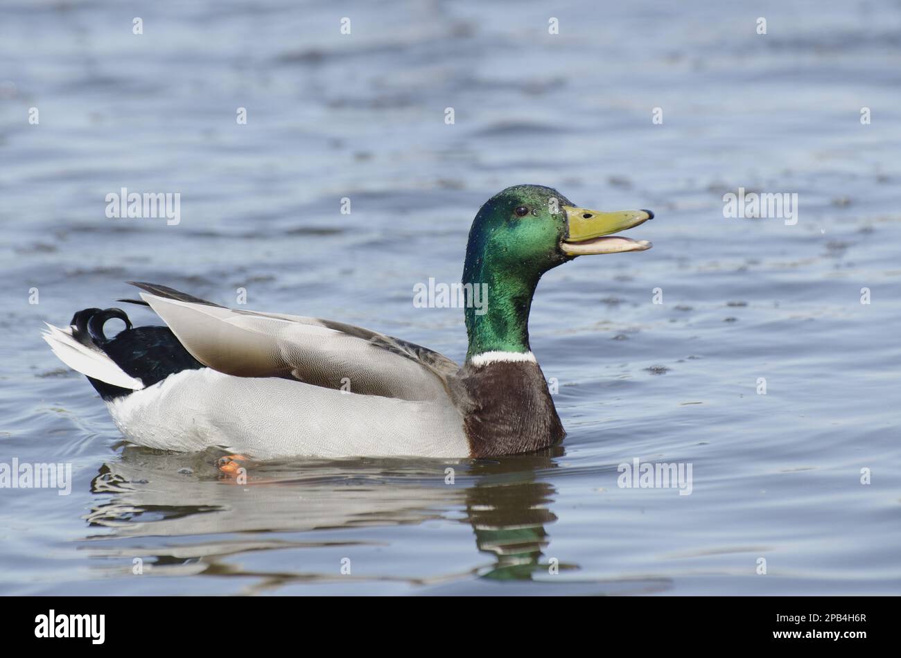 Mallards (Anas platyrhynchos), adult male, calling, swimming on flooded