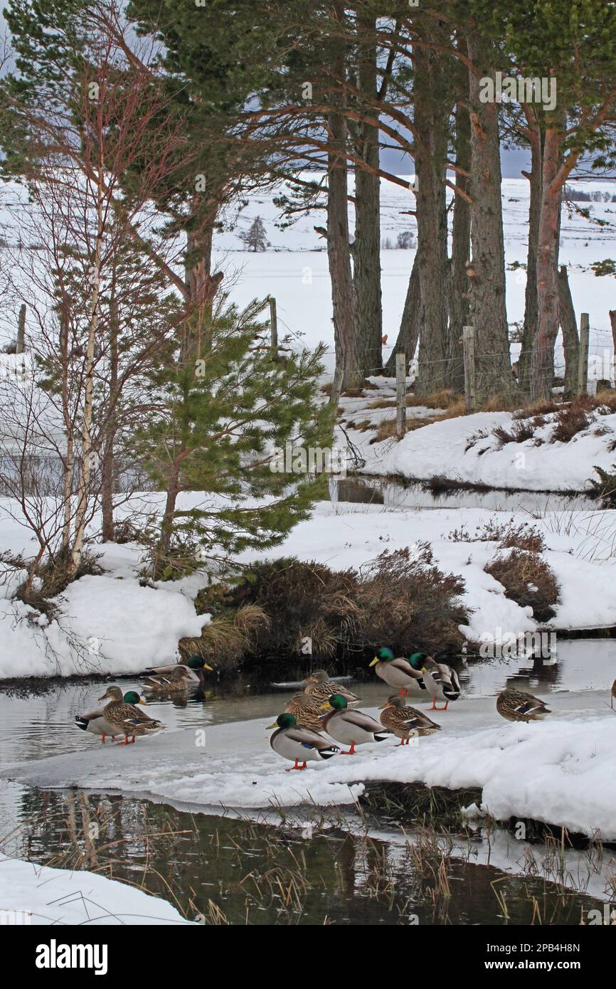 Mallard Duck (Anas platyrhynchos) flock, standing on ice at edge of stream, Lochindorb, Strathspey, Morayshire, Highlands, Scotland, United Kingdom, E Stock Photo