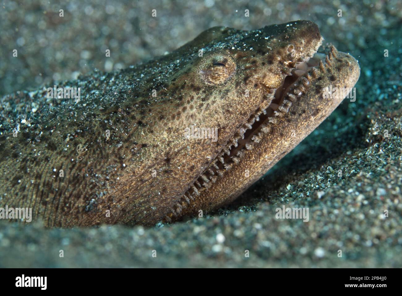 Stargazer Snake-eel (Brachysomophis cirrocheilos) adult, close-up of head, buried in black sand, Lembeh Straits, Sulawesi, Sunda Islands, Indonesia, A Stock Photo