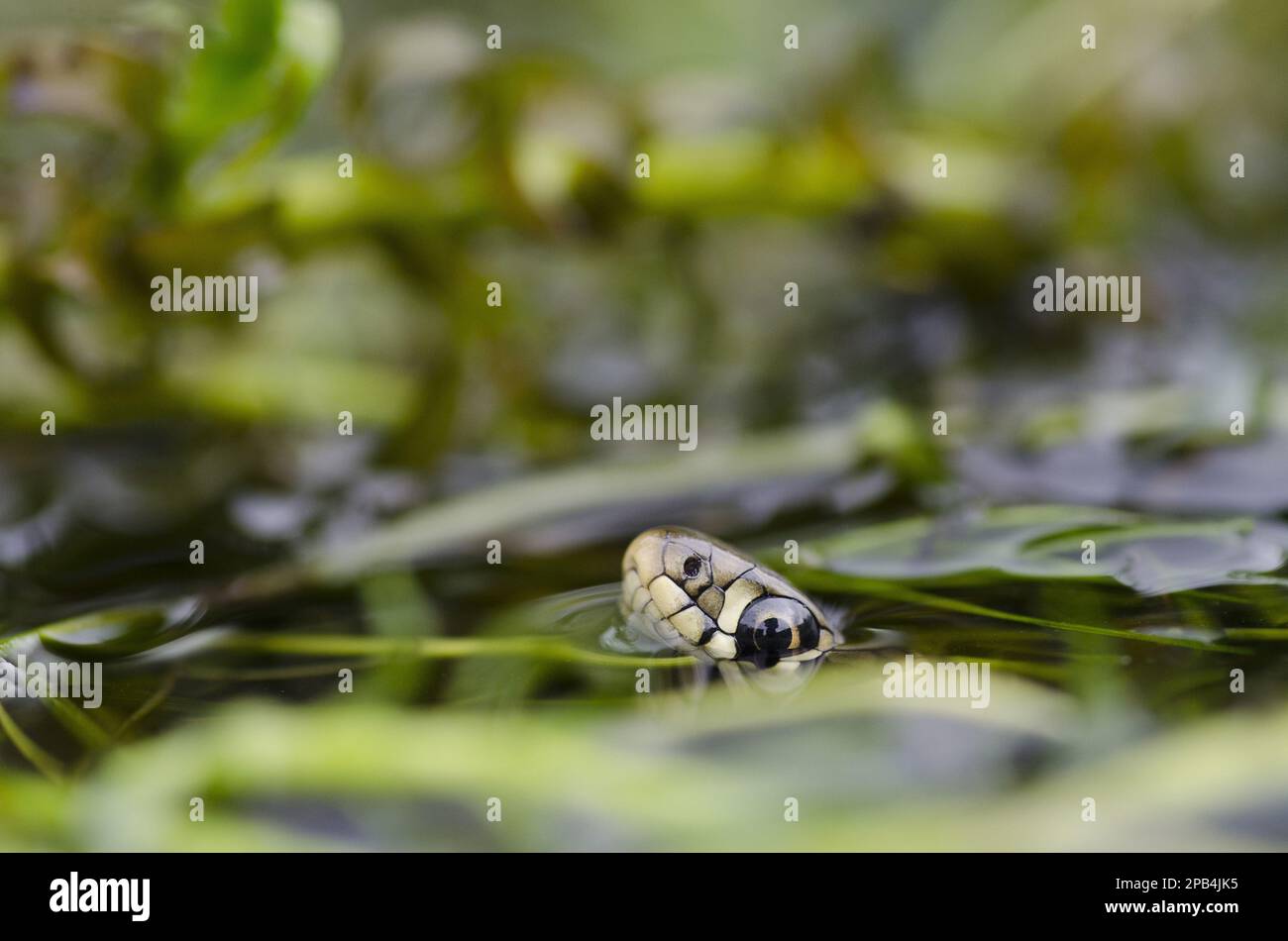 Grass Snake, grass snakes (Natrix natrix), Other animals, Reptiles, Snakes, Animals, Grass Snake