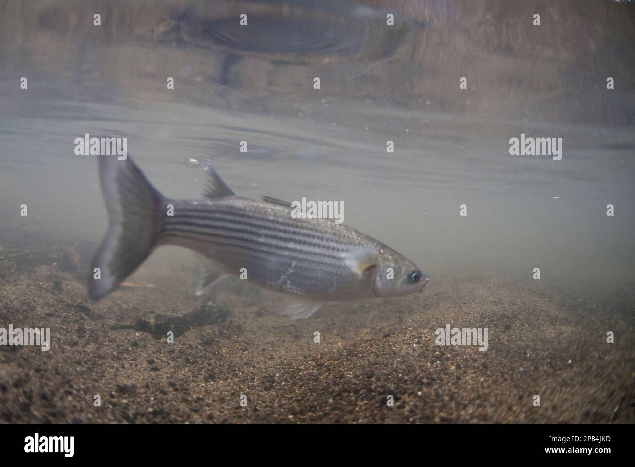 Thick lipped mullet (Chelon labrosus), Thick-lipped Mullet, Mullets, Animals, Other animals, Fish, Thick-lipped Grey Mullet adult, swimming in river, Stock Photo