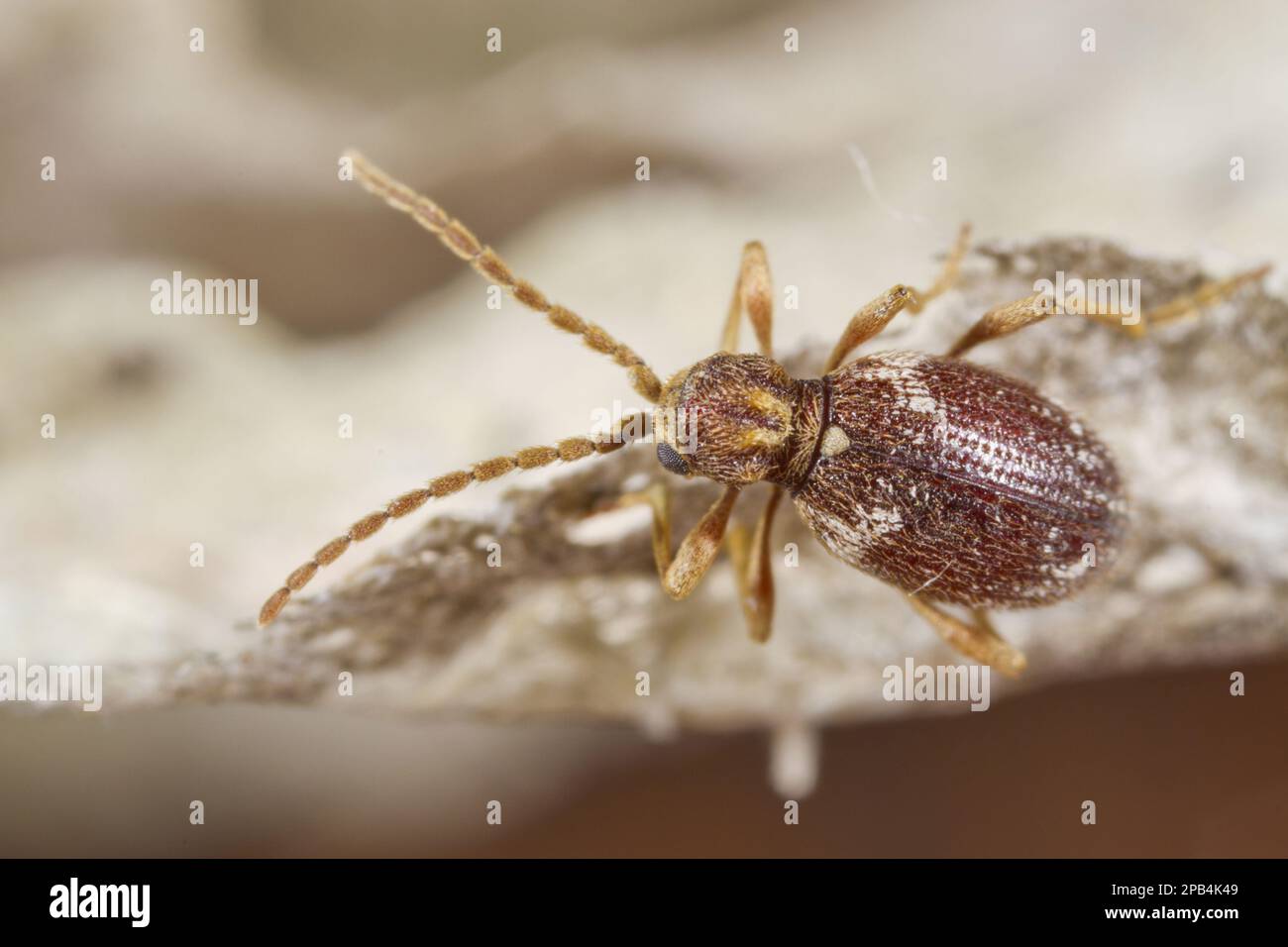 White-marked Spider Beetle (Ptinus fur) adult, on paper envelope of Wasp (Dolichovespula sp.) nest, Powys, Wales, United Kingdom, Europe Stock Photo