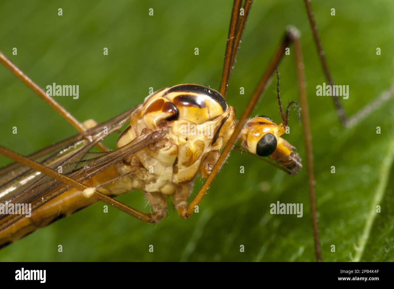 Spotted Cranefly (Nephrotoma appendiculata) adult, close-up of head and thorax, resting on leaf in garden, Thirsk, North Yorkshire, England, United Ki Stock Photo